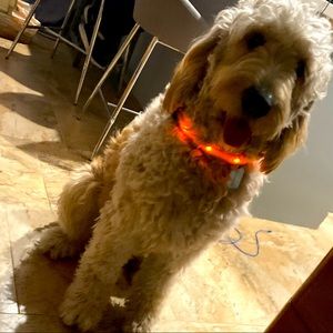 LED Flashing Night Time Safety Pet Collar